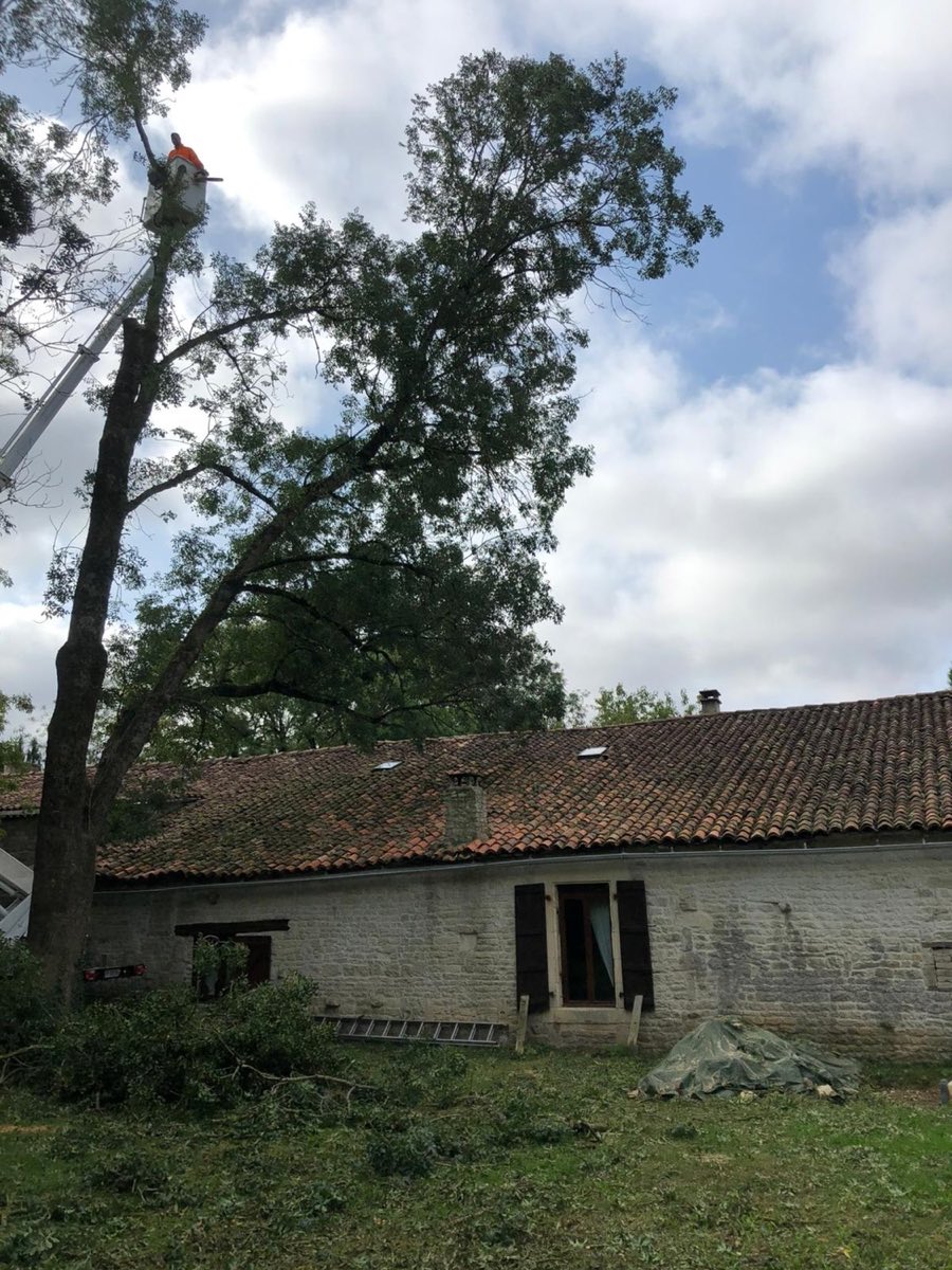Abattage d'un frêne à Cognac
