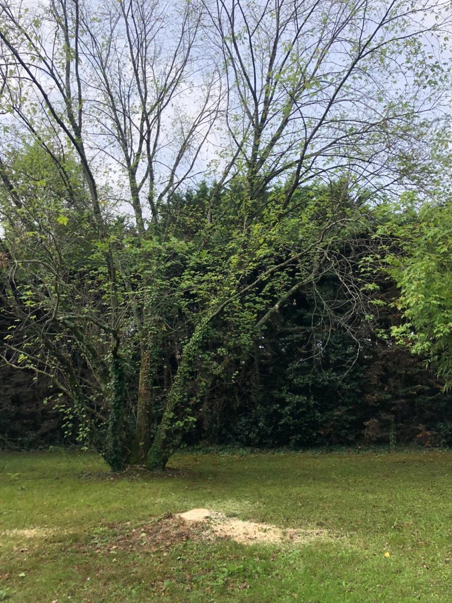 Dessouchage d'un arbre dans le Cognaçais