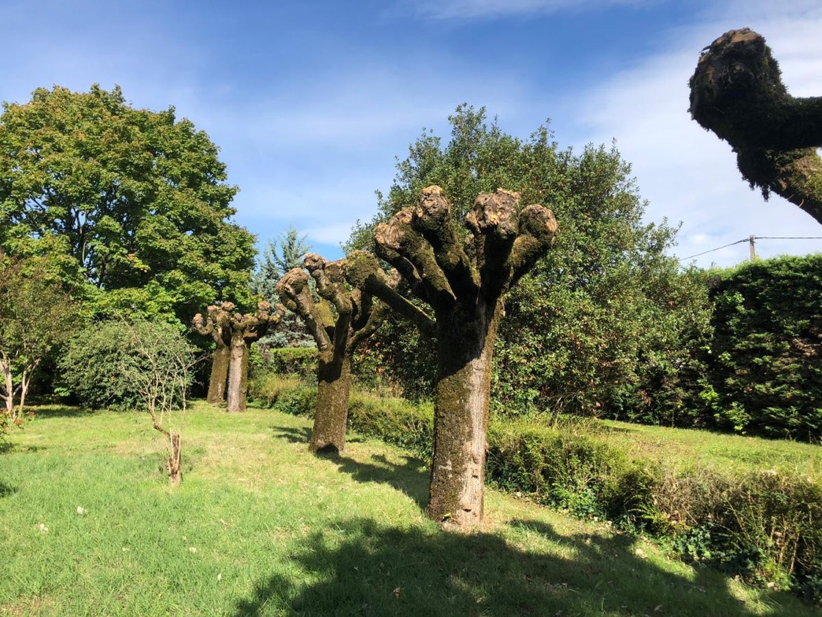 Arbres taillés en tête de chat près de Cognac