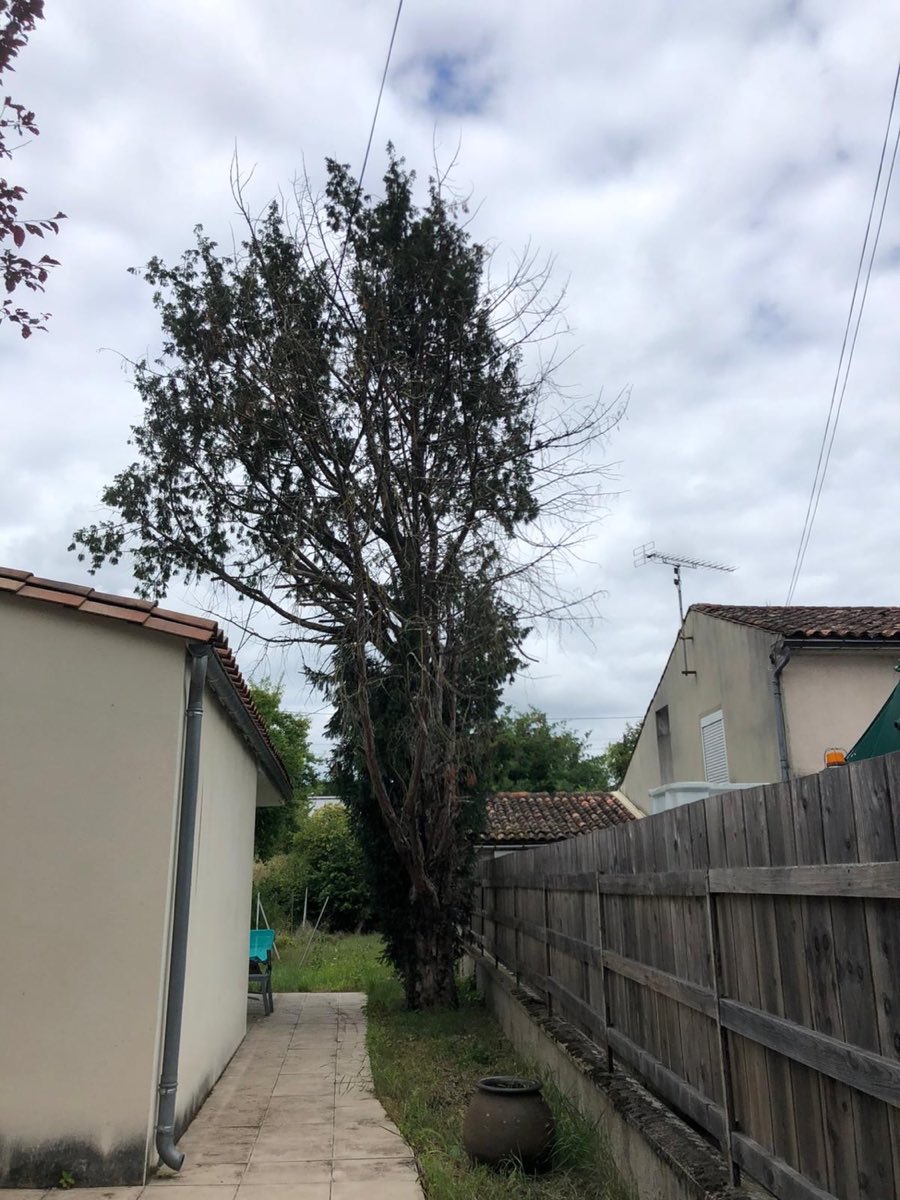 Conifère sec et dangereux à sécuriser — Peltin Élagage à Cognac