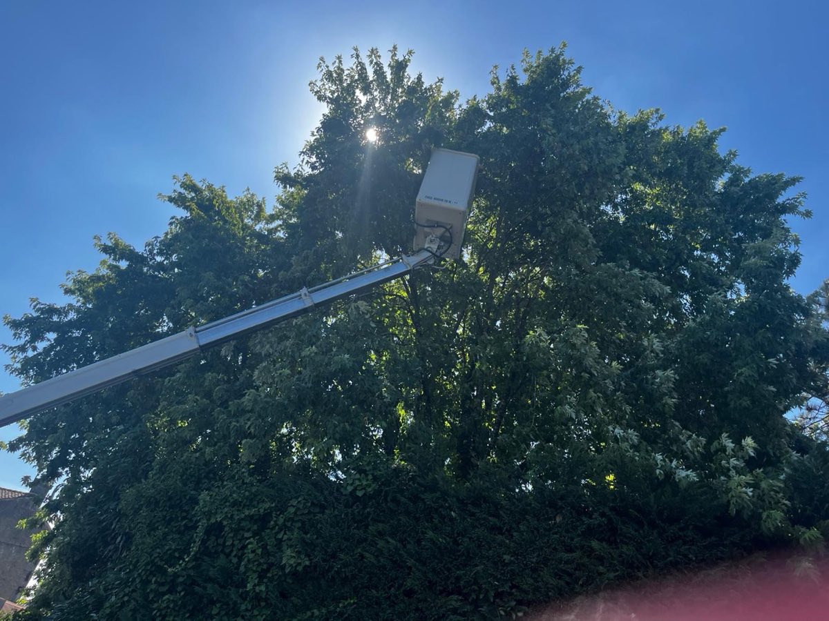 Élagage d'un grand arbre en limite de propriété — Peltin Élagage à Cognac