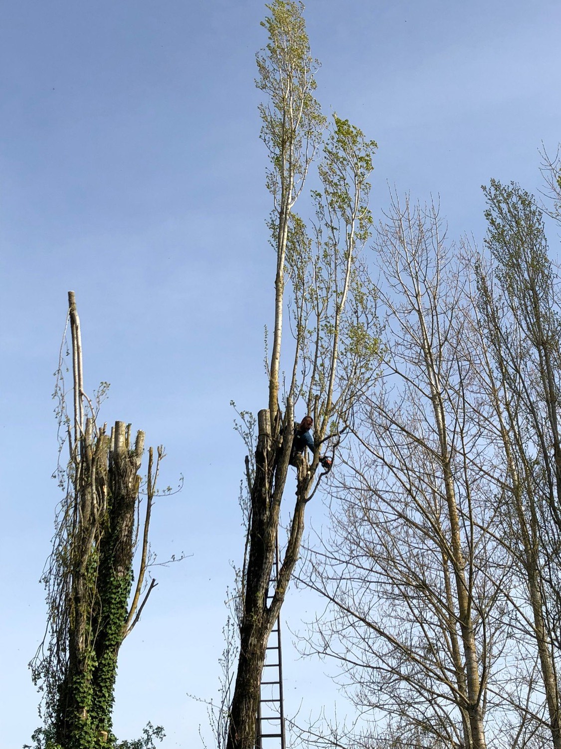 Élagueur grimpeur Peltin Élagage encordé en tête d'un peuplier lors d'un démontage