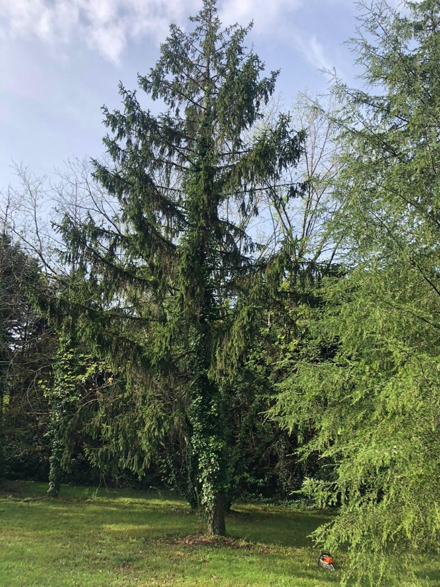 Grand épicéa avant abattage en jardin — Peltin Élagage à Cognac